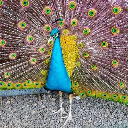 Quinta Da Paz Azores Lejlighed Pico da Pedra