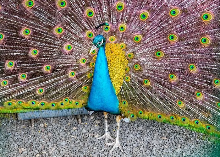 Quinta Da Paz Azores Appartement Pico da Pedra